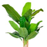 Artificial Indoor Decor Trees/Plants | Faux Three Stem Banana Tree - Image 3