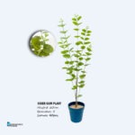 Artificial Tabletop Mini Plants/Flowers | Mini Potted Plants For Interior Design - Image 2