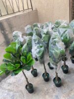 ARTIFICIAL FIDDLE LEAF PLANTS FOR INDOOR/OUTDOOR DESIGN - Image 7