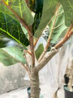 ARTIFICIAL FIDDLE LEAF PLANTS FOR INDOOR/OUTDOOR DESIGN - Image 3