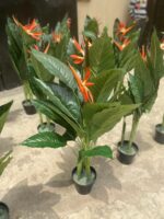 BIRDS OF PARADISE PLANTS | BEST INTERIOR FLOWER PLANTS - Image 4