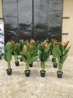 BIRDS OF PARADISE PLANTS | BEST INTERIOR FLOWER PLANTS - Image 6