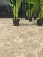 BIRDS OF PARADISE PLANTS | BEST INTERIOR FLOWER PLANTS - Image 5