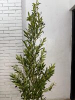 Artificial Olive Tree 180cm | Luxury Indoor Decorative Plant in Nigeria - Image 2