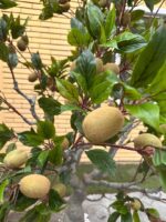 Artificial Kiwi Tree 220cm | Luxury Tall Indoor Decor in Nigeria - Image 4