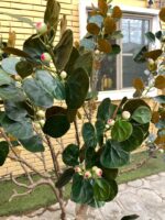 Artificial Bodhi Tree 200cm | Luxury Indoor Decorative Tree in Nigeria - Image 3