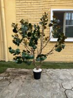 Artificial Bodhi Tree 200cm | Luxury Indoor Decorative Tree in Nigeria - Image 2