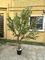 Artificial Olive Tree 240cm | Extra Tall Luxury Indoor Decorative Tree in Nigeria - Image 2