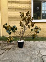 Artificial Bodhi Tree 150cm | Luxury Indoor Decorative Tree in Nigeria - Image 5