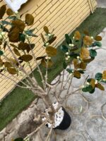Artificial Bodhi Tree 150cm | Luxury Indoor Decorative Tree in Nigeria - Image 4
