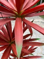 Artificial Agave Plant 140cm with Red Leaves – 3 Trunks and Potting Vase - Image 3