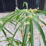 Artificial Graptopetalum Plants Tree – 125cm |Timeless Beauty, Zero Maintenance - Image 3