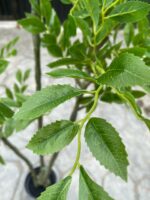 Artificial Elm Tree 160cm with 3 Branches – Elegant Indoor and Outdoor Décor - Image 3