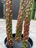 Artificial Agave Plant 140cm with Red Leaves – 3 Trunks and Potting Vase - Image 4