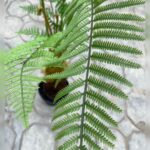 Artificial Fern Tree Plant – Enhance Your Space with Life-like Elegance - Image 3