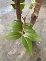 Artificial Fern Tree Plant 180cm – Realistic & Low-Maintenance - Image 3