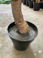 Artificial Fern Tree Plant 180cm – Realistic & Low-Maintenance - Image 2