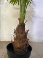 Artificial Mesh Fan Palm Plant 160cm Green – 11 Leaves with Cement Pot - Image 2